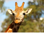 ---Giraffes---
