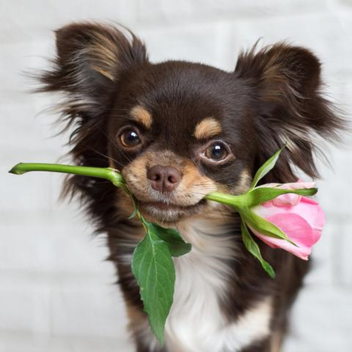 ESCAPE THE DOGS TUMMY OR HE WILL POO POO U OUT