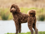 Delighful Dogs