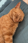Wallys cat group