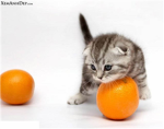 Kittlyloverz :3