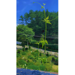 | 빵빵이 그룹 |