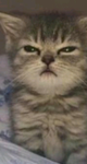 Toast is Depressed