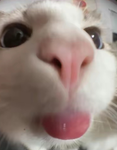 ℓιѕαρℓαуѕ gαиg!