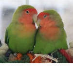 me and my love bird