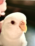 Red cardinals are beautifulV