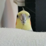 Peekaboo bird gang