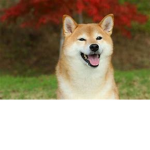 Shiba Inus Club