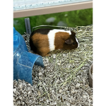 Guinea pig cute group
