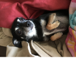Puppy and friends and stuff