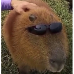 kingdom of all capybaras