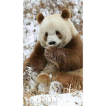 Brown panda crisps