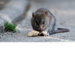 The Rats fam