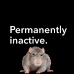 The official rat navy