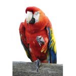 Parrot Troop