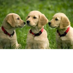 dogS unitE!!!!!!!!!!!!!!!!!!!!!!!!!!!!!!!!!!!!!!!!
