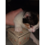 Cat Nation For Extreme Cats