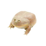tofu frog