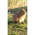 CapyBara United!!