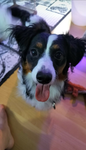 We Love dog's