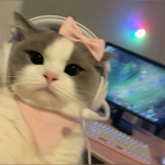 StyleCats