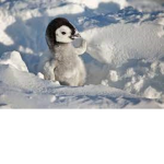 Baby penguins are cute