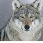 Wolf boy squad!