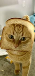 Cats are brilliant