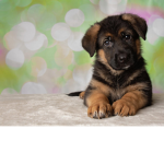 l like dogz