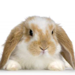 Da Bunni Peeps
