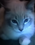 Lol pop cat !
