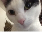 CatsS:D