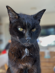 | Black cats Club |