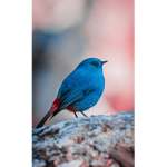 skyhigh birds