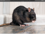 Gangster rat baddies!