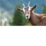 THE CRAZY GOATS RISE