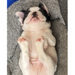 Fat potato <3