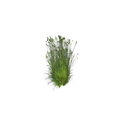 Tall Grass