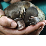 The Platypus Lounge