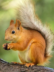 D Squirrel group