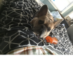 Bed wars _