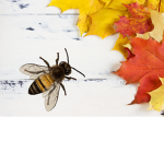 Autumnbees