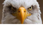 EAGLE'S chilllll hang out!