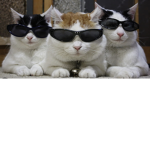 Kitten workshop