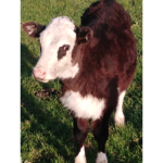 MOOOOOO0