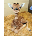 giraffe group:D
