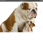 English bulldog cuties