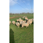 Sheep BOYS