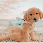 kenn’s oceanics