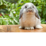 Rabbit and bunny l o v e r s